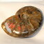 【マダガスカル産最高品質】アンモナイト 化石 虹 レインボー Ammonite アンモライト アンモナイト 原石 置物 鉱石 宝石 fossil 石 Stone 古生物 標本 アンモナイト化石 パワーストーン 原石 天然石 メンズ レディース 人気 アンモナイト 19,540円