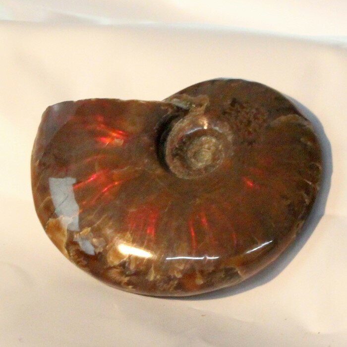 【マダガスカル産一級品】アンモナイト 化石 虹 アンモナイト Ammonite レインボー アンモライト 宝石 原石 置物 鉱…