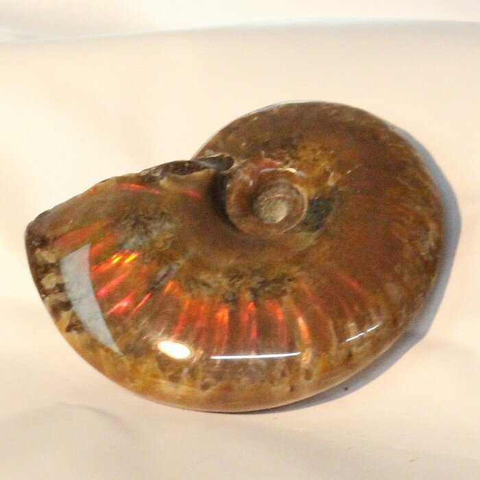 【マダガスカル産最高発色 虹】アンモナイト 化石 虹 レインボー Ammonite アンモライト アンモナイト 宝石 原石 置物 鉱石 古生物 標本 生きた化石 fossil 石 アンモナイト化石 天然石 原石 人気 おすすめ パワーストーン 一点物 アンモナイト