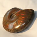 y}_KXJYōizAiCg   C{[ Ammonite ACg AiCg  Ð u z  fossil  Stone W{ AiCg VR  p[Xg[  _ AiCg