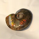 y}_KXJYōF zAiCg   Ammonite ACg C{[ AiCg   u z  fossil  Ð W{ AiCg Y fB[X lC   VR AiCg