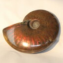 y}_KXJYōizAiCg   Ammonite ACg C{[ AiCg  u z  fossil  Stone Ð W{ AiCg p[Xg[  lC  VR COAi AiCg