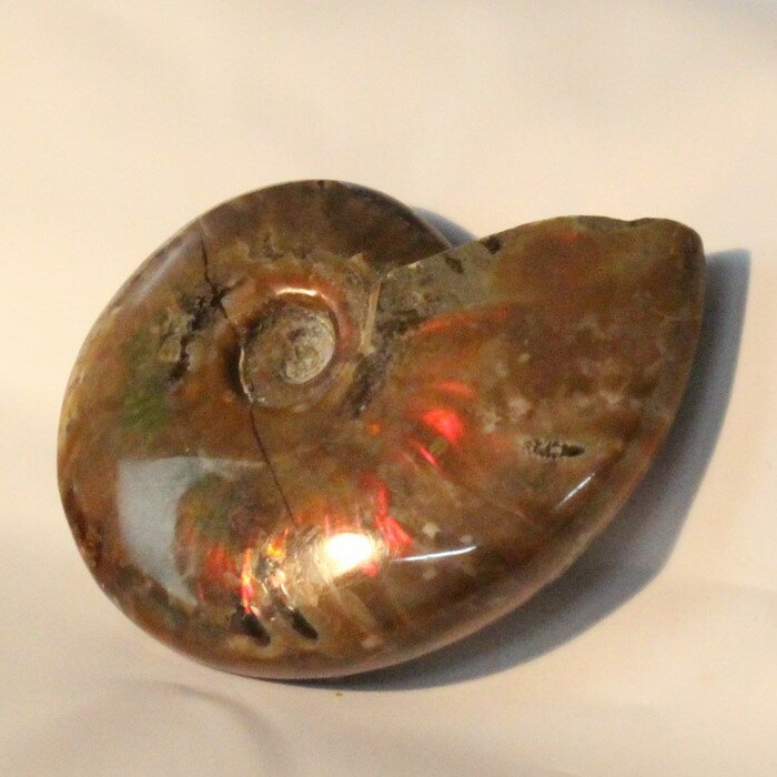 【一級品の輝き】アンモナイト 化石 虹 アンモナイト Ammonite レインボー アンモライト 原石 古生物 置物 鉱石 宝石 fossil 石 Stone ...