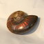 ڥޥ뻺ǹȯ ۥʥ   Ammonite 饤 쥤ܡ ʥ    fossil  ʥȲ ѥȡ  ͵  ŷ ľ͢ ʥ