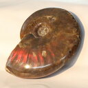 【マダガスカル産一級品】アンモナイト 化石 虹 レインボー Ammonite アンモライト アンモナイト 原石 置物 鉱石 宝石 fossil 石 Stone ...