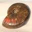 ڥޥ뻺ʡۥʥ   쥤ܡ Ammonite 饤 ʥ  ʪ   fossil  Stone ʪ ɸ ʥȲ ѥȡ  ͵  ŷ ľ͢ ʥ