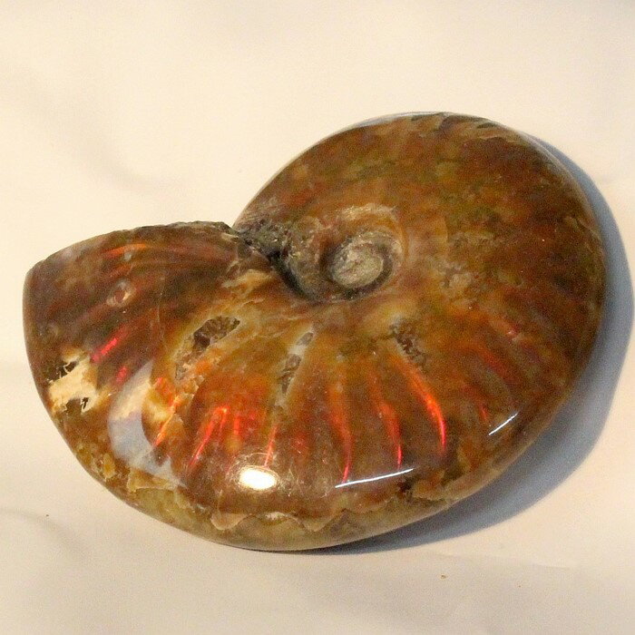【一級品の輝き】アンモナイト 化石 虹 アンモナイト Ammonite レインボー アンモライト 宝石 原石 置物 鉱石 生きた…