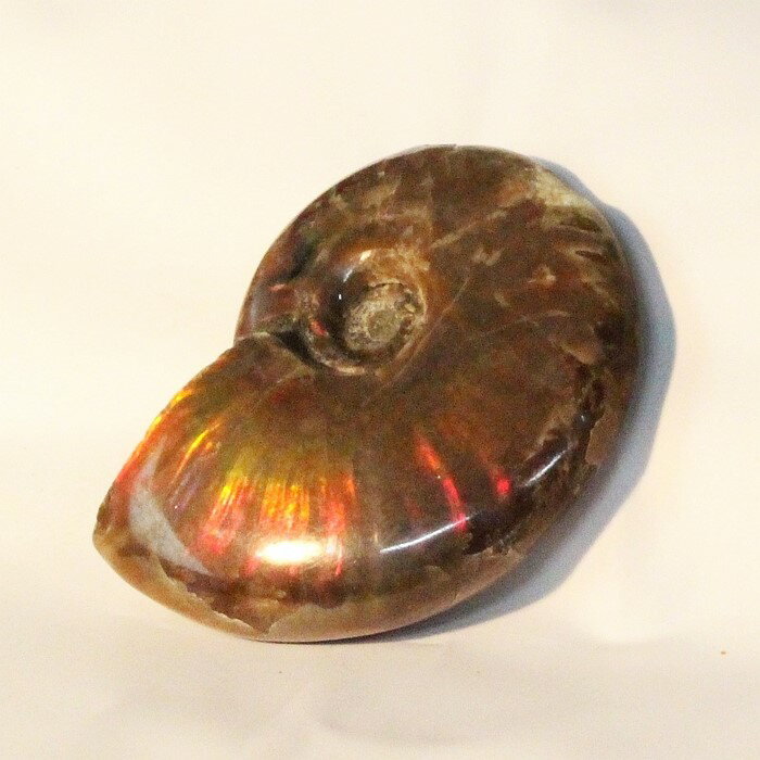 【虹に輝く一級品】アンモナイト 化石 虹 レインボー Ammonite アンモライト アンモナイト 宝石 原石 置物 鉱石 生きた化石 fossil 石 古生物...