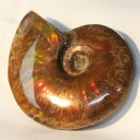 y}_KXJYōizAiCg   Ammonite ACg C{[ AiCg   u z Ð W{  fossil  AiCg p[Xg[  lC  VR COAi AiCg