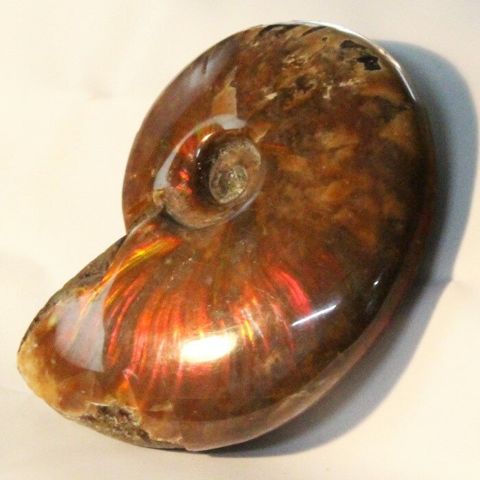 【マダガスカル産一級品】アンモナイト 化石 虹 Ammonite アンモライト レインボー アンモナイト 原石 置物 鉱石 宝石 fossil 石 Stone ...