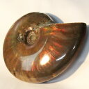 y}_KXJYōF zAiCg   AiCg Ammonite C{[ ACg  Ð u z  fossil  Stone W{ AiCg COAi LuLu HouseinEX ͂j AiCg