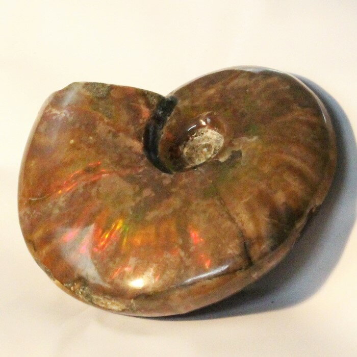 ˵ʡۥʥ   Ammonite 饤 쥤ܡ ʥ   ʪ  ʪ ɸ  fossil  ʥȲ ŷ ʪ ͵  ѥȡ ʪ ʥ