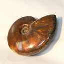 y}_KXJYōF zAiCg   AiCg Ammonite C{[ ACg  u z  fossil  Stone Ð W{ AiCg p[Xg[  lC  VR COAi AiCg