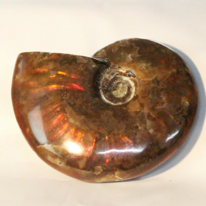 【厳選品質マダガスカル産】アンモナイト 化石 虹 Ammonite アンモライト レインボー アンモナイト 原石 古生物 置物 鉱石 宝石 fossil 石 S...