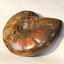 【マダガスカル産一級品】アンモナイト 化石 虹 アンモナイト Ammonite レインボー アンモライト 原石 置物 鉱石 宝石 fossil 石 Stone 古生物 標本 アンモナイト化石 パワーストーン 原石 天然石 メンズ レディース 人気 アンモナイト 15,180円