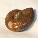 yꋉi̋PzAiCg   Ammonite ACg C{[ AiCg   u z  fossil  Ð W{ AiCg p[Xg[  lC  VR COAi AiCg