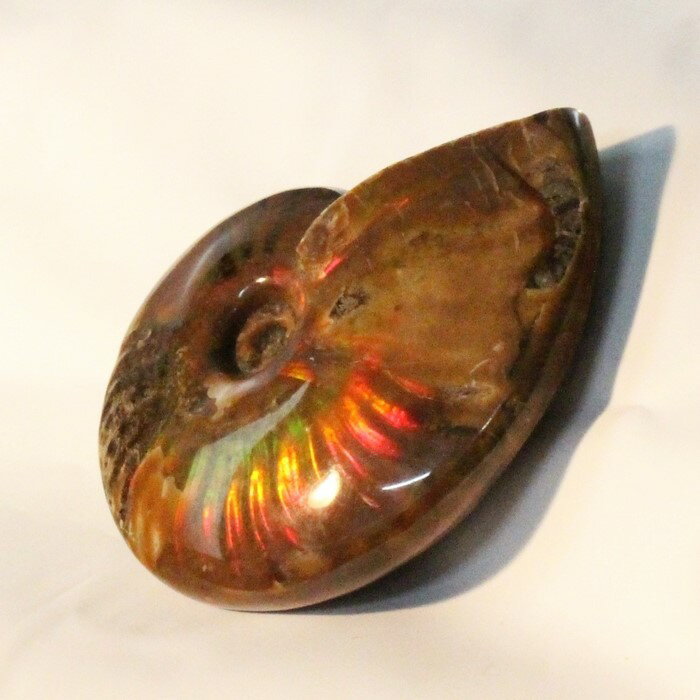 【虹に輝く一級品】アンモナイト 化石 虹 アンモナイト Ammonite レインボー アンモライト 宝石 原石 置物 鉱石 古生物 標本 生きた化石 fossil 石 アンモナイト化石 パワーストーン 化石 人気…