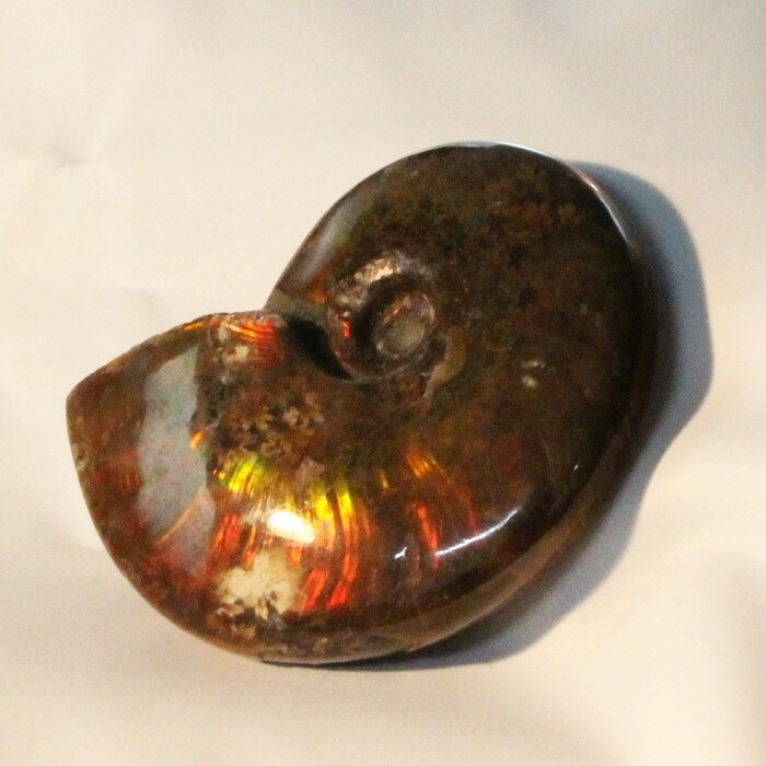 ڸʼޥ뻺ۥʥ   Ammonite 饤 쥤ܡ ʥ  ʪ   fossil  Stone ʪ ɸ ʥȲ ŷ  ѥȡ  ʪ ʥ