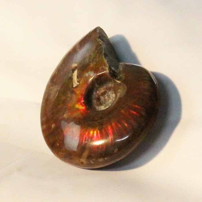 y}_KXJYꋉizAiCg   AiCg Ammonite C{[ ACg  Ð u z  fossil  Stone W{ AiCg p[Xg[  lC  VR COAi AiCg