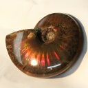 yꋉi̋PzAiCg   Ammonite ACg C{[ AiCg  u z  fossil  Stone Ð W{ AiCg p[Xg[  VR Y fB[X lC AiCg