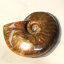 ڥޥ뻺ǹȯ ۥʥ   Ammonite 饤 쥤ܡ ʥ   ʪ   fossil  ʪ ɸ ʥȲ  ǥ ʪ ѥȡ ʥ