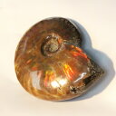 【マダガスカル産一級品】アンモナイト 化石 虹 レインボー Ammonite アンモライト アンモナイト 宝石 原石 置物 鉱石 生きた化石 fossil 石 ...