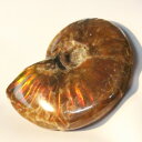 yɋPꋉizAiCg   C{[ Ammonite ACg AiCg  u z  fossil  Stone Ð W{ AiCg p[Xg[  lC  VR COAi AiCg