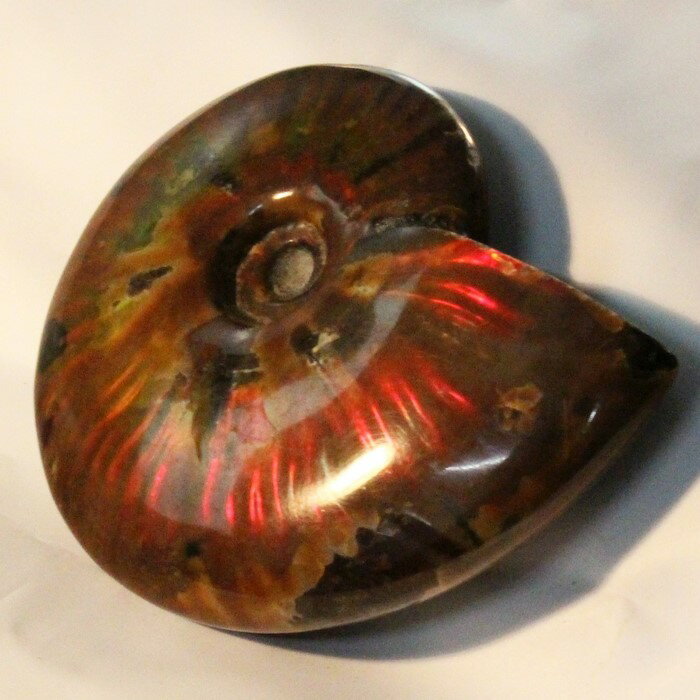 ˵ʡۥʥ   쥤ܡ Ammonite 饤 ʥ  ʪ ʪ   fossil  Stone ɸ ʥȲ ѥȡ  ŷ  ǥ ͵ ʥ