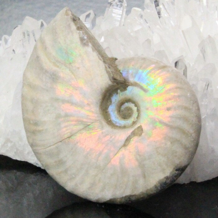 【マダガスカル産一点物】アンモナイト 化石 虹 レインボー Ammonite アンモライト アンモナイト 原石 置物 鉱石 宝…