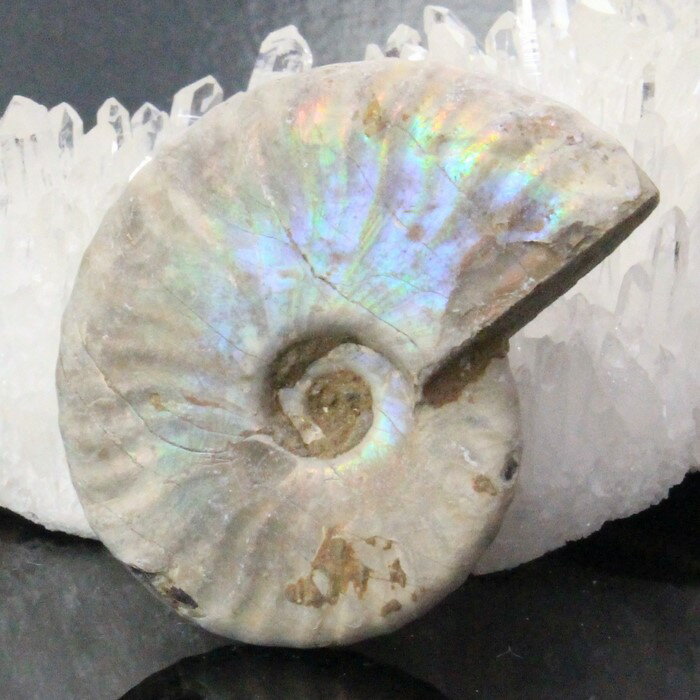 【虹に輝くマダガスカル産】アンモナイト 化石 虹 アンモナイト Ammonite レインボー アンモライト 宝石 原石 置物 …