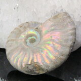 ڥޥ뻺ʪۥʥ   ʥ Ammonite 쥤ܡ 饤  ʪ   fossil  Stone ʪ ɸ ʥȲ  ǥ ͵   ŷ ʥ