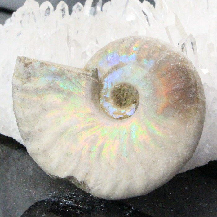 【厳選品質一点物】アンモナイト 化石 虹 アンモナイト Ammonite レインボー アンモライト 原石 古生物 置物 鉱石 宝…