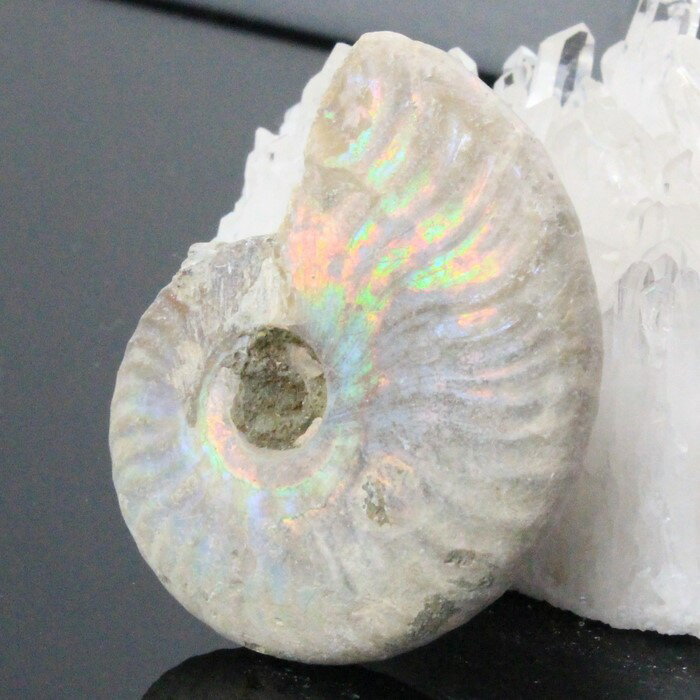 【虹に輝くマダガスカル産】アンモナイト 化石 虹 レインボー Ammonite アンモライト アンモナイト 原石 古生物 置物…