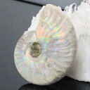 yɋP}_KXJYzAiCg   C{[ Ammonite ACg AiCg  Ð u z  fossil  Stone W{ AiCg p[Xg[  VR Y fB[X lC AiCg