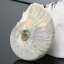 ˵ޥ뻺ۥʥ   쥤ܡ Ammonite 饤 ʥ  ʪ ʪ   fossil  Stone ɸ ʥȲ ѥȡ  ŷ  ǥ ͵ ʥ