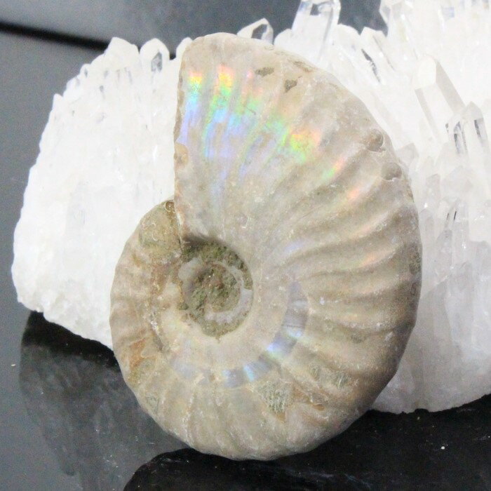 【厳選品質一点物】アンモナイト 化石 虹 アンモナイト Ammonite レインボー アンモライト 宝石 原石 置物 鉱石 古生…