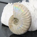 【厳選品質一点物】アンモナイト 化石 虹 アンモナイト Ammonite レインボー アンモライト 宝石 原石 置物 鉱石 古生物 標本 生きた化石 fossil 石 アンモナイト化石 天然石 化石 人気 おすすめ パワーストーン 一点物 アンモナイト