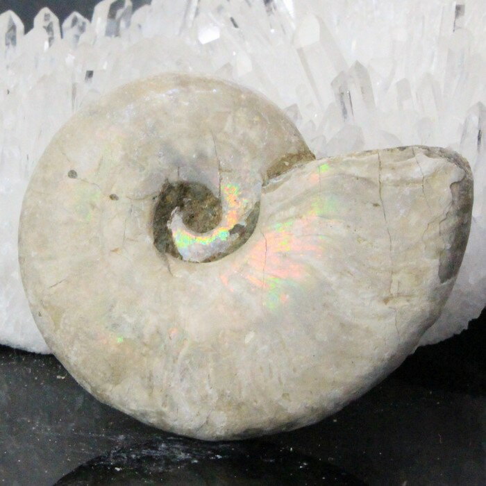 アンモナイト 化石 虹 アンモナイト Ammonite レインボー アンモライト 原石 置物 鉱石 宝石 fossil 石 Stone 古生物 標本 アンモナイト化石 パワーストーン 化石 人気 おすすめ 天然石 海外直輸入価格 アンモナイト