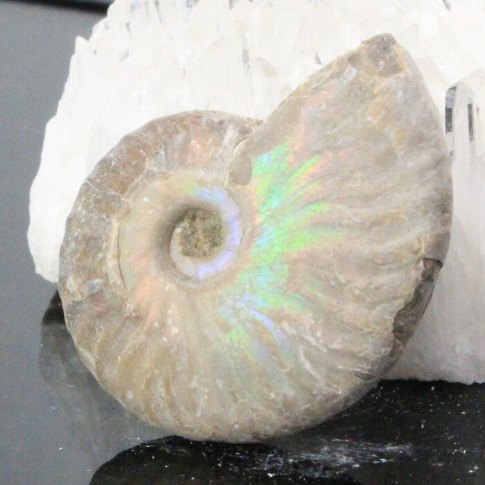 【希少な白アンモナイト】アンモナイト 化石 虹 Ammonite アンモライト レインボー アンモナイト 宝石 原石 置物 鉱…