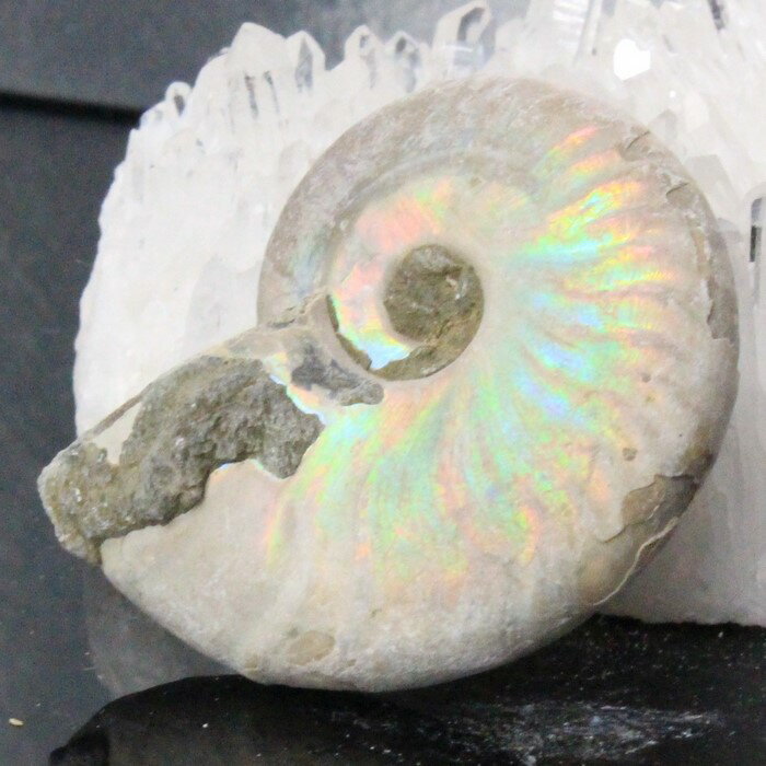 アンモナイト 化石 虹 Ammonite アンモライト レインボー アンモナイト 原石 古生物 置物 鉱石 宝石 fossil 石 Stone 標本 アンモナイト化石 メンズ レディース 人気 おすすめ 天然石 海外直輸入 アンモナイト