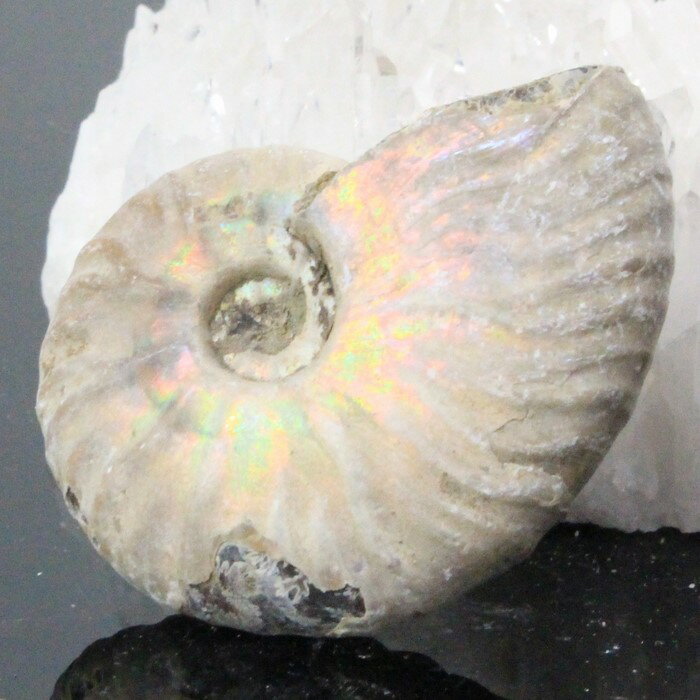 アンモナイト 化石 虹 アンモナイト Ammonite レインボー アンモライト 原石 置物 鉱石 宝石 fossil 石 Stone 古生物 標本 アンモナイト化石 メンズ レディース 天然石 限定 一点物 アンモナイト