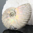 y}_KXJY_zAiCg   AiCg Ammonite C{[ ACg  u z  fossil  Stone Ð W{ AiCg Y fB[X VR  _ AiCg