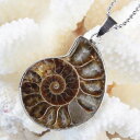 アンモナイト ペンダント｜Ammonoidea Ammonite アンモナイト 化石 アンモン貝 マリエラ 菊石 fossil ネックレス 首飾り ペンダント ネックレス Pendant Necklace チャーム｜メンズ レディース 一点物アイテム アンモナイト【ポイント割引商品】