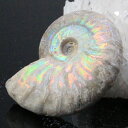 【マダガスカル産最高品質 一点物現物】アンモナイト 化石 にじ Ammonite アンモライト レインボー アンモナイト 原石 古生物 化石 鉱石 宝石 fossil 標本 アンモナイト化石 パワーストーン 原石 天然石 メンズ レディース 人気 アンモナイト