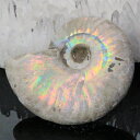 【マダガスカル産 一級品 厳選一点物】アンモナイト 化石 虹 アンモナイト Ammonite レインボー アンモライト 宝石 原石 化石 鉱石 古生物 標本 生...