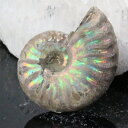 【マダガスカル産 厳選品質 一点物】アンモナイト 化石 虹 レインボー Ammonite アンモライト アンモナイト 原石 鉱石 化石 宝石 fossil 古生物 標本 アンモナイト化石 パワーストーン 原石 人気 おすすめ 天然石 海外直輸入価格 アンモナイト