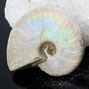 【高品質マダガスカル産 一点物】アンモナイト 化石 虹 アンモナイト Ammonite レインボー アンモライト 宝石 原石 化石 鉱石 古生物 標本 生きた化...