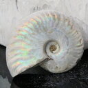 【マダガスカル産 一級品 厳選一点物】アンモナイト 化石 虹 レインボー Ammonite アンモライト アンモナイト 原石 鉱石 化石 宝石 fossil 古...
