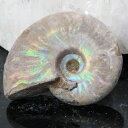 【マダガスカル産 一級品 厳選一点物】アンモナイト 化石 にじ Ammonite アンモライト レインボー アンモナイト 原石 古生物 化石 鉱石 宝石 fos...