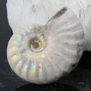 【高品質マダガスカル産 一点物】アンモナイト 化石 虹 レインボー Ammonite アンモライト アンモナイト 原石 鉱石 化石 宝石 fossil 古生物 ...